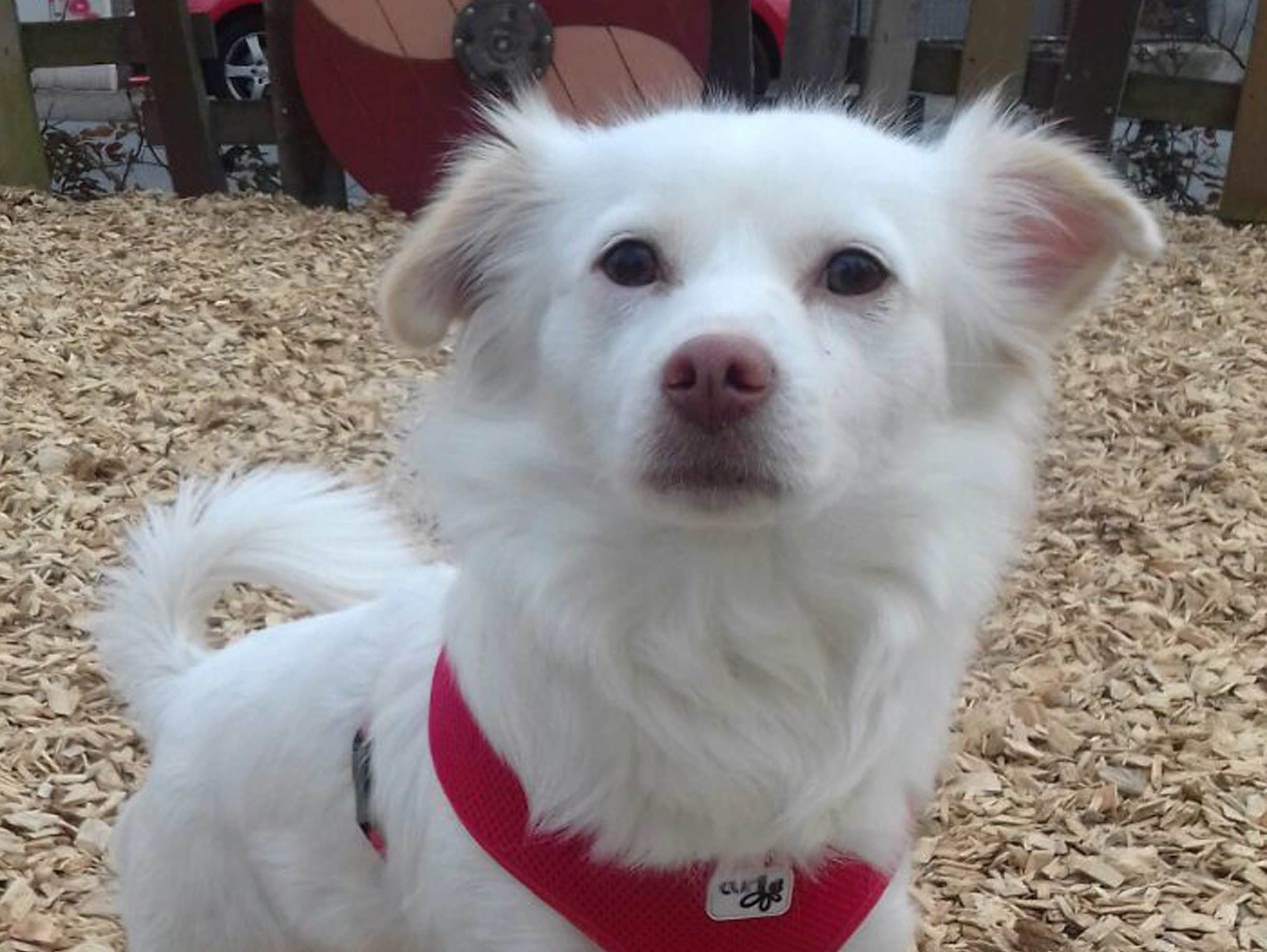 Poco, Werkstatt-Hund